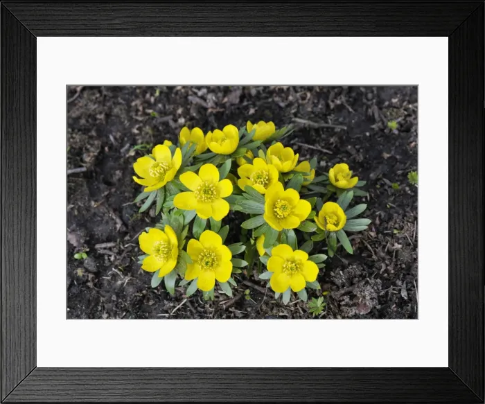Framed Print : Winter Aconite. Kent garden in February. UK Framed Print : Winter Aconite. Kent garden in February. UK