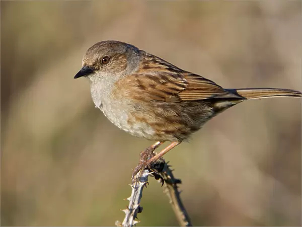 Dunnock - perched on a bramble