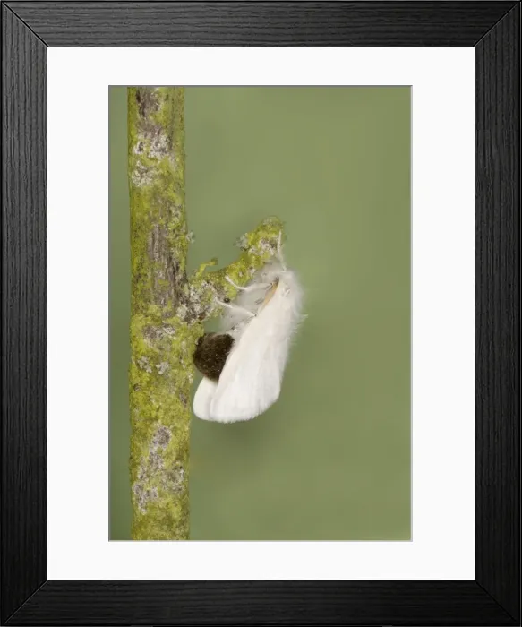 Framed Print : Brown-tail Moth - female Euproctis chrysorrhoea Essex, UK IN000883 Framed Print : Brown-tail Moth - female Euproctis chrysorrhoea Essex, UK IN000883