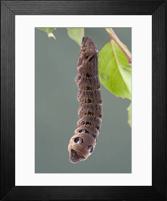 Framed Print : Elephant Hawkmoth Larva - Cornwall - UK Framed Print : Elephant Hawkmoth Larva - Cornwall - UK