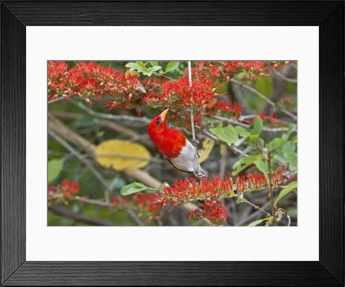 Framed Print : Red-headed Weaver - searching for food in flowering shrub - Kruger National Park - South Africa Framed Print : Red-headed Weaver - searching for food in flowering shrub - Kruger National Park - South Africa