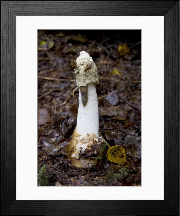 Framed Print : Stinkhorn. Habitat - buried rotting wood. The green slime which covers the cap attracts flies from large distances, and sticks to their legs, thus aiding dispersal of the spores. Nap Wood Nature Reserve, E. Sussex. UK