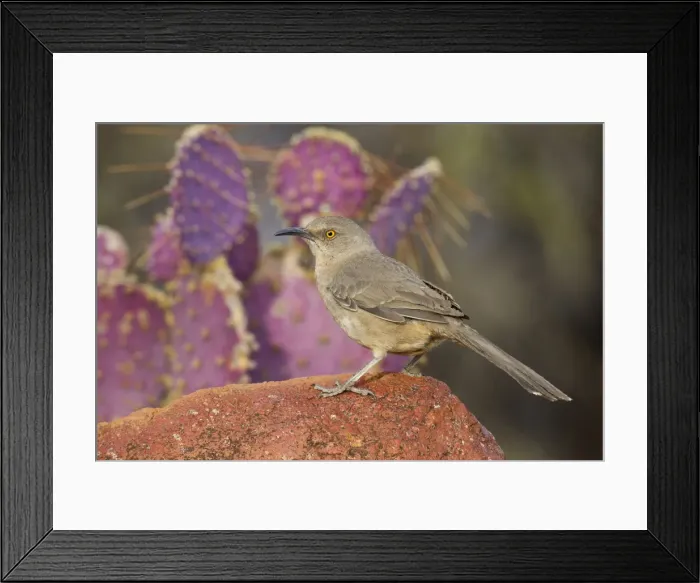 Framed Print : Curve-billed Thrasher - Southeast Arizona - March - USA Framed Print : Curve-billed Thrasher - Southeast Arizona - March - USA
