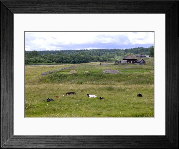 Framed Print : Cattle grazes and ruminates on a flood-meadow along river Lalya in desolated village Karaul (which is used to be a major customs check-point on famous Babinov's road from European Russia to Siberia in 17-19 senturies) Framed Print : Cattle grazes and ruminates on a flood-meadow along river Lalya in desolated village Karaul (which is used to be a major customs check-point on famous Babinov's road from European Russia to Siberia in 17-19 senturies)