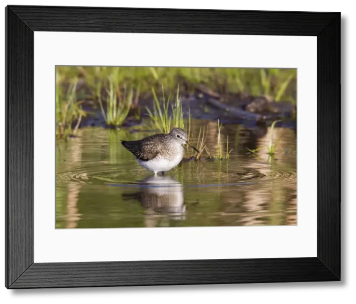 Framed Print : Solitary Sandpiper - feeding in beaver pond during spring migration - May - Connecticut - USA Framed Print : Solitary Sandpiper - feeding in beaver pond during spring migration - May - Connecticut - USA