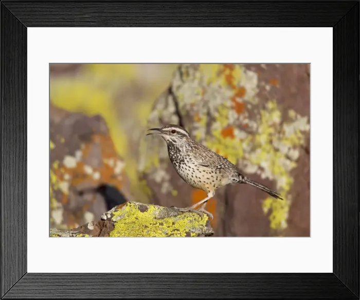 Framed Print : Cactus Wren - Southeast Arizona - March - USA Framed Print : Cactus Wren - Southeast Arizona - March - USA