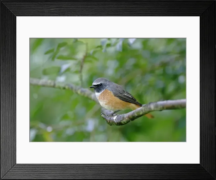 Framed Print : Redstart - perched on branch Framed Print : Redstart - perched on branch