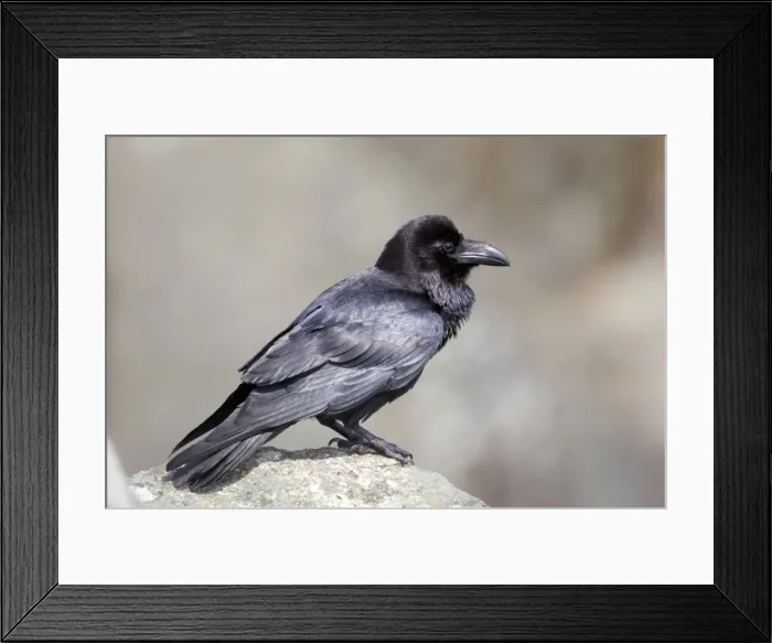 Framed Print : Raven - Norway Framed Print : Raven - Norway