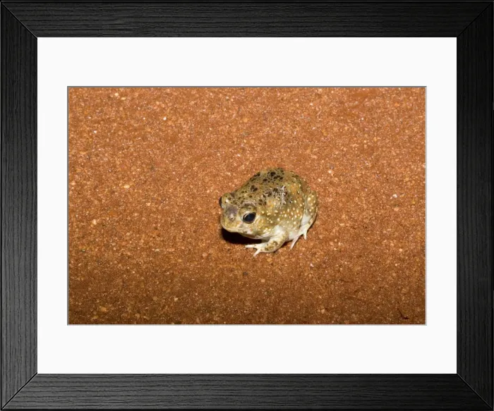 Framed Print : Desert Spadefoot Toad Desert Shovelfoot / Desert Spadefoot Toad on the Gary Junction Highway near the Western Australia and Northern Territory border during a week of heavy rains and flooding during January 2010 Framed Print : Desert Spadefoot Toad Desert Shovelfoot / Desert Spadefoot Toad on the Gary Junction Highway near the Western Australia and Northern Territory border during a week of heavy rains and flooding during January 2010