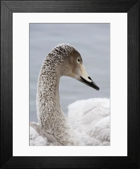 Framed Print : Whooper Swan - immature - close up of head - frost on neck feathers - Lake Kussharo - Hokkaido Island - Japan Framed Print : Whooper Swan - immature - close up of head - frost on neck feathers - Lake Kussharo - Hokkaido Island - Japan