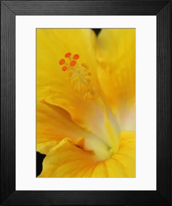 Framed Print : Hibiscus rosa-sinensis. Botanical Gardens, La Gomera, Canary Is. January. A close-up study of this flower head Framed Print : Hibiscus rosa-sinensis. Botanical Gardens, La Gomera, Canary Is. January. A close-up study of this flower head