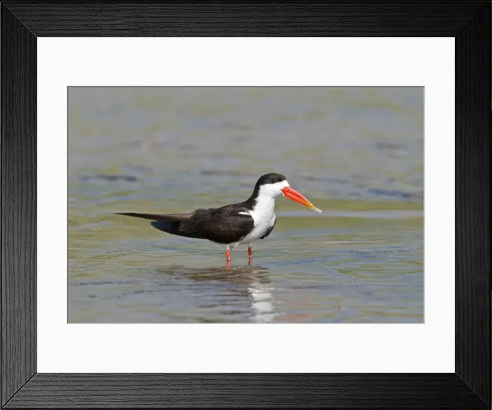 Framed Print : African Skimmer - standing in water - Okavango River - Botawana Framed Print : African Skimmer - standing in water - Okavango River - Botawana