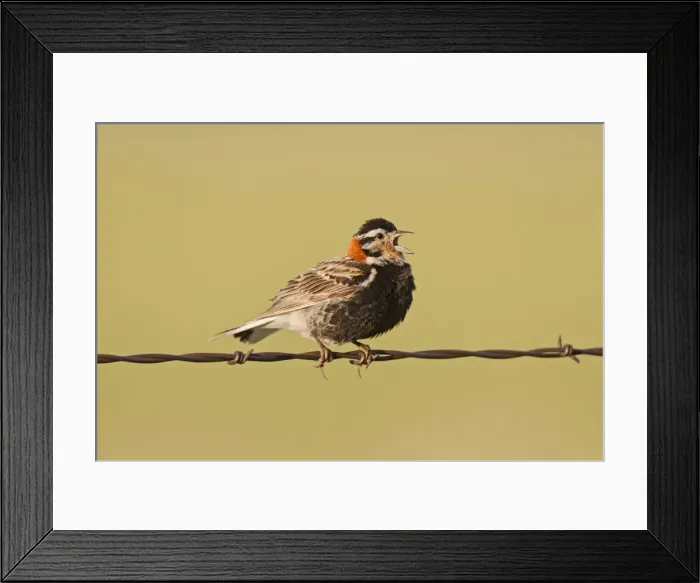 Framed Print : Chestnut-collared Longspur - adult male calling from barbed wire fence - July in Wyoming - USA Framed Print : Chestnut-collared Longspur - adult male calling from barbed wire fence - July in Wyoming - USA