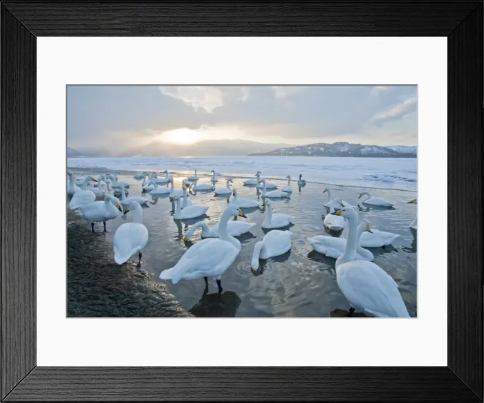 Framed Print : Whooper Swan - group at edge of frozen lake - low sun over mountains beyond - Lake Kussharo - Hokkaido Island - Japan Framed Print : Whooper Swan - group at edge of frozen lake - low sun over mountains beyond - Lake Kussharo - Hokkaido Island - Japan