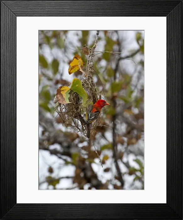 Framed Print : Red-headed Weaver - building nest - Kruger National Park - South Africa Framed Print : Red-headed Weaver - building nest - Kruger National Park - South Africa