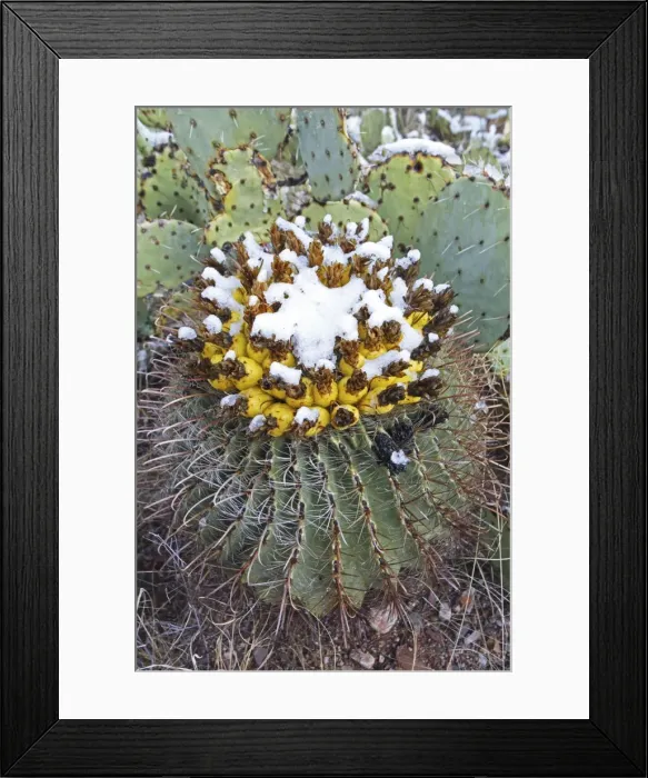Framed Print : Fishhook Barrel Cactus - blossoms in snow after desert snow storm - Prickly pear cactus (Oppuntia spp) in background - Sonoran Desert - Arizona - USA Framed Print : Fishhook Barrel Cactus - blossoms in snow after desert snow storm - Prickly pear cactus (Oppuntia spp) in background - Sonoran Desert - Arizona - USA