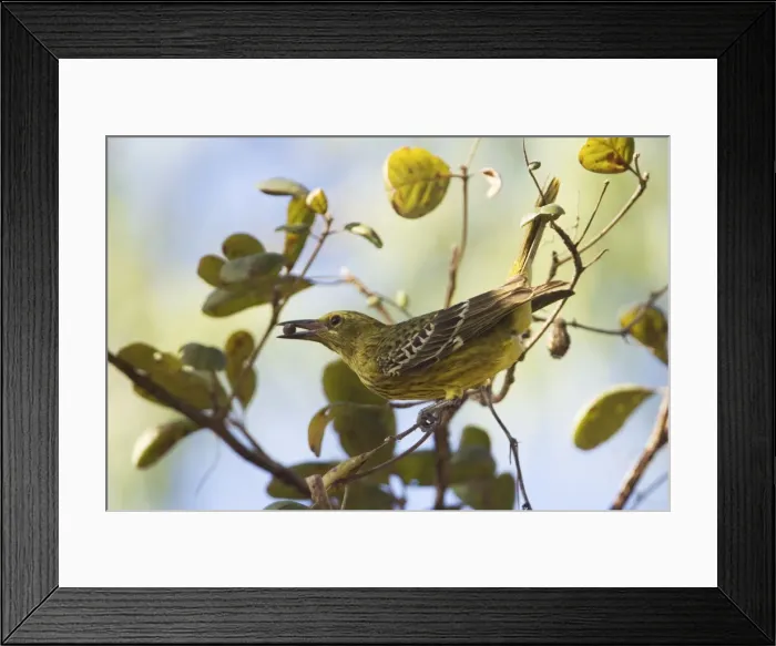 Framed Print : Yellow Oriole At Ayton in Haley's camping ground, Cape York, Australia Framed Print : Yellow Oriole At Ayton in Haley's camping ground, Cape York, Australia