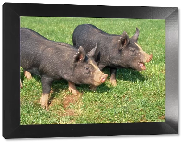 Berkshire Pigs - two young in field