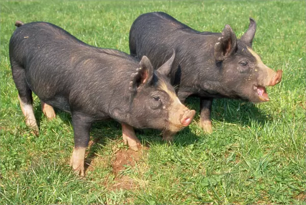 Berkshire Pigs - two young in field