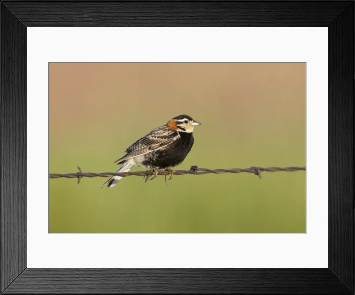 Framed Print : Chestnut-collared Longspur - adult male perched on barbed wire fence - July in Wyoming - USA Framed Print : Chestnut-collared Longspur - adult male perched on barbed wire fence - July in Wyoming - USA