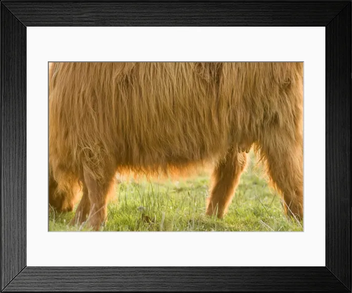 Framed Print : Highland Cattle - Norfolk grazing marsh - UK Framed Print : Highland Cattle - Norfolk grazing marsh - UK