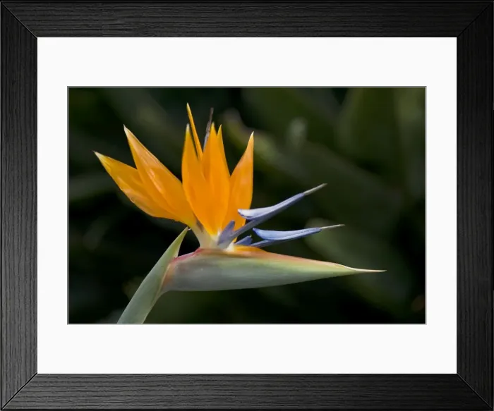 Framed Print : Bird of Paradise Flower - Location - Hotel Quinta Splendida Botanical Garden, Madeira. February Framed Print : Bird of Paradise Flower - Location - Hotel Quinta Splendida Botanical Garden, Madeira. February