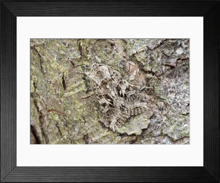 Framed Print : Shears - on tree trunk - North Lincolnshire - England