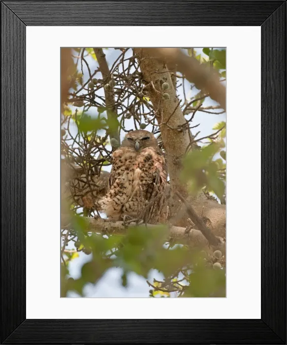 Framed Print : Pel's Fishing Owl - at daytime roost - Okavango River - Botswana Framed Print : Pel's Fishing Owl - at daytime roost - Okavango River - Botswana