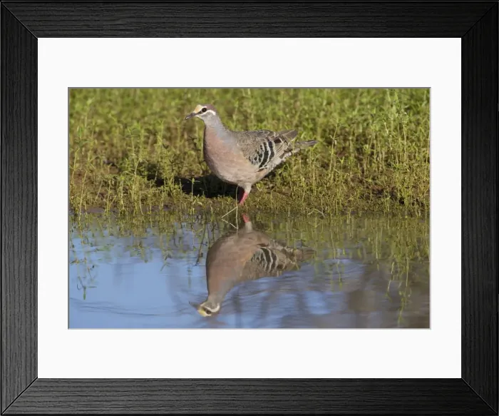 Framed Print : Common Bronzewing - by pool in mulga country near Ti Tree - Northern Territory - Australia Framed Print : Common Bronzewing - by pool in mulga country near Ti Tree - Northern Territory - Australia