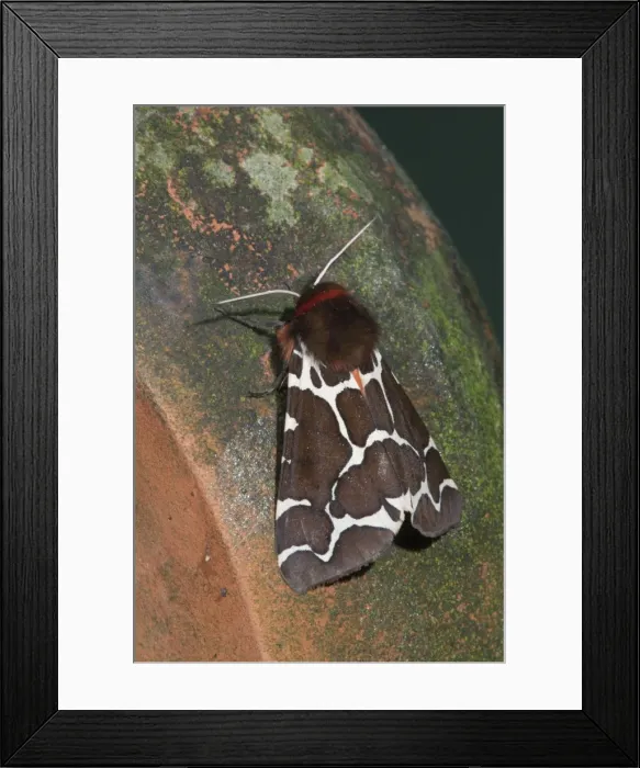 Framed Print : Garden Tiger Moth - Cornwall - UK Framed Print : Garden Tiger Moth - Cornwall - UK