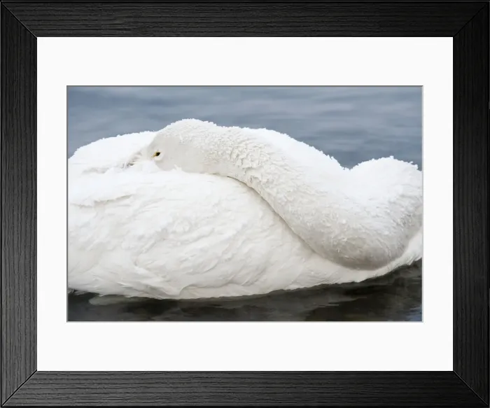 Framed Print : Whooper Swan - head tucked over back - Lake Kussharo - Hokkaido Island - Japan Framed Print : Whooper Swan - head tucked over back - Lake Kussharo - Hokkaido Island - Japan