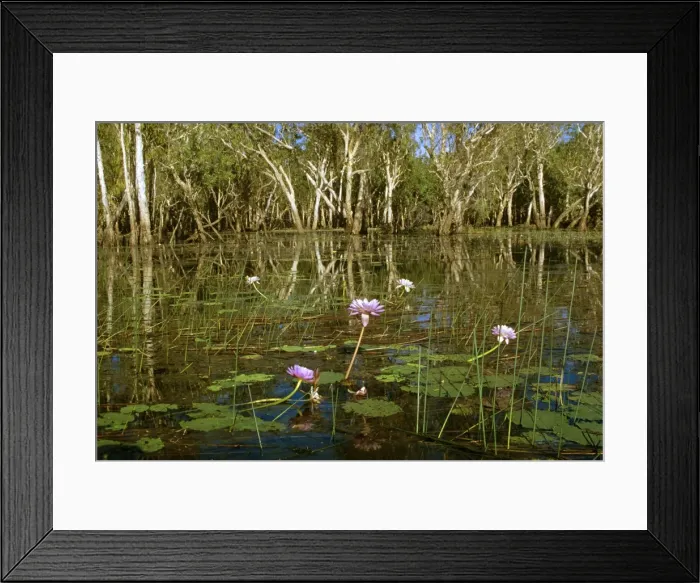 Framed Print : Yellow Water billabong with waterlilies & Paperbarks (Melaleuca sp. ) Kakadu National Park (World Heritage Area), Northern Territory, Australia JPF51780 Framed Print : Yellow Water billabong with waterlilies & Paperbarks (Melaleuca sp. ) Kakadu National Park (World Heritage Area), Northern Territory, Australia JPF51780