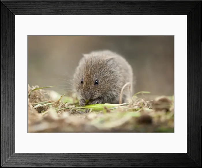 Framed Print : Field Vole - eating grass - Cornwall - UK Framed Print : Field Vole - eating grass - Cornwall - UK