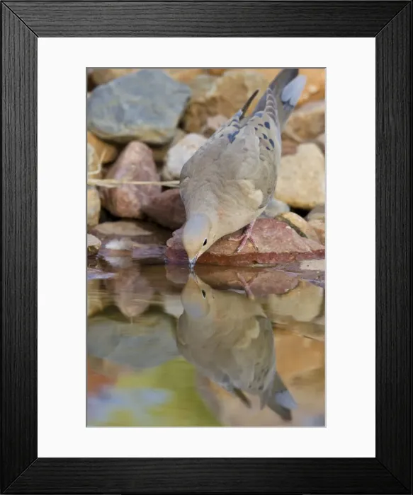 Framed Print : Mourning Dove - drinking from a backyard pond - Southeast Arizona in March - USA Framed Print : Mourning Dove - drinking from a backyard pond - Southeast Arizona in March - USA