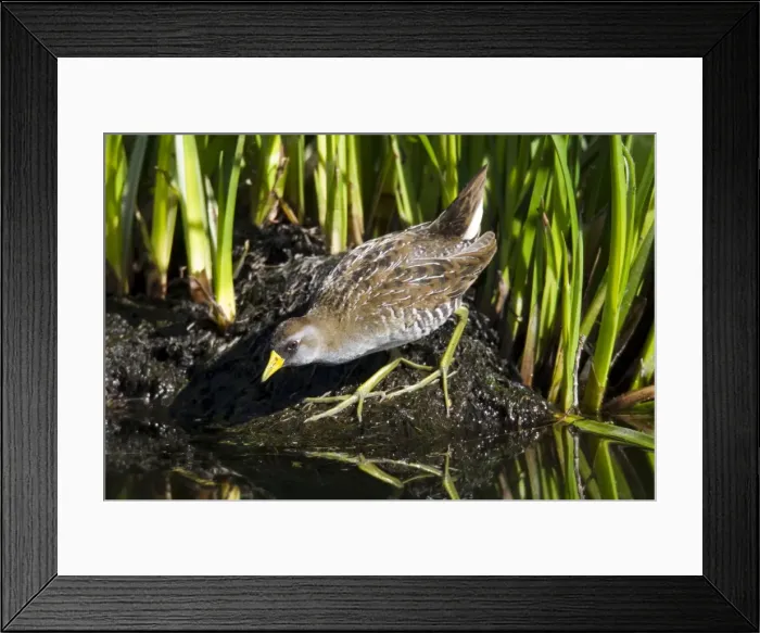 Framed Print : Sora - March - Southern Arizona - USA Framed Print : Sora - March - Southern Arizona - USA