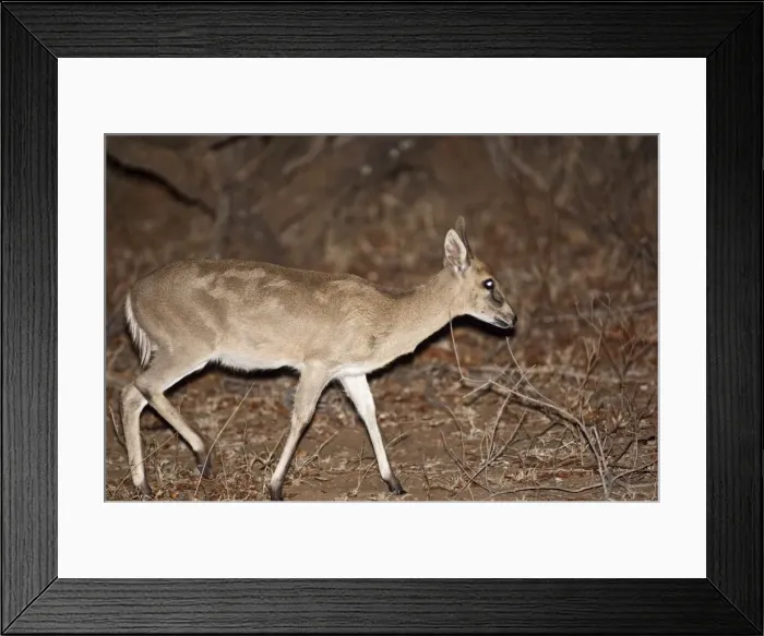 Framed Print : Bush Duiker - at night - Kruger National Park - South Africa Framed Print : Bush Duiker - at night - Kruger National Park - South Africa
