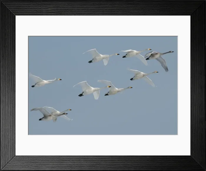 Framed Print : Whooper Swan - group in flight formation - Hokkaido Island - Japan Framed Print : Whooper Swan - group in flight formation - Hokkaido Island - Japan