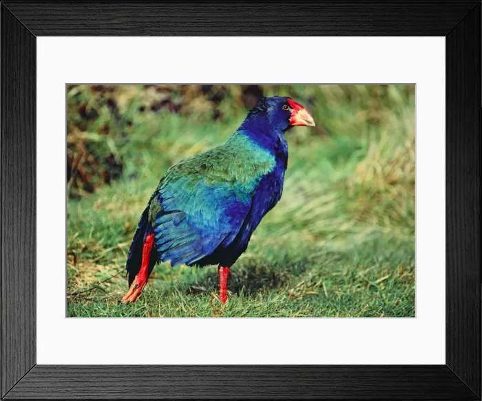 Framed Print : Takahe - New Zealand Framed Print : Takahe - New Zealand