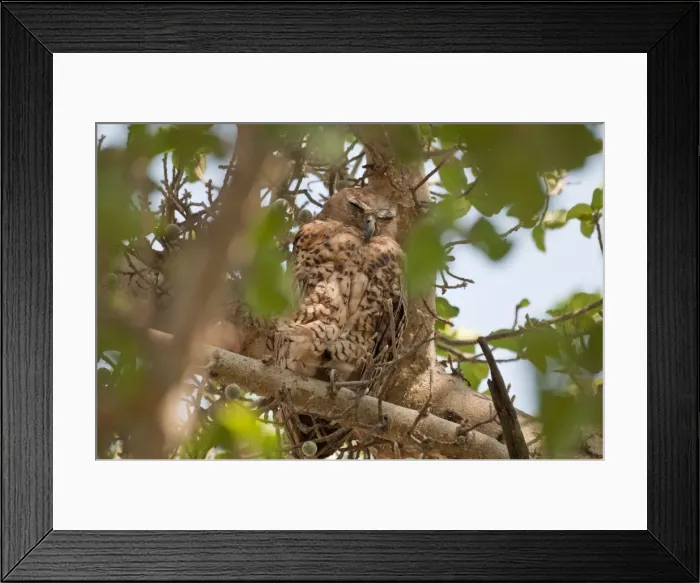 Framed Print : Pel's Fishing Owl - at daytime roost - Okavango River - Botswana Framed Print : Pel's Fishing Owl - at daytime roost - Okavango River - Botswana