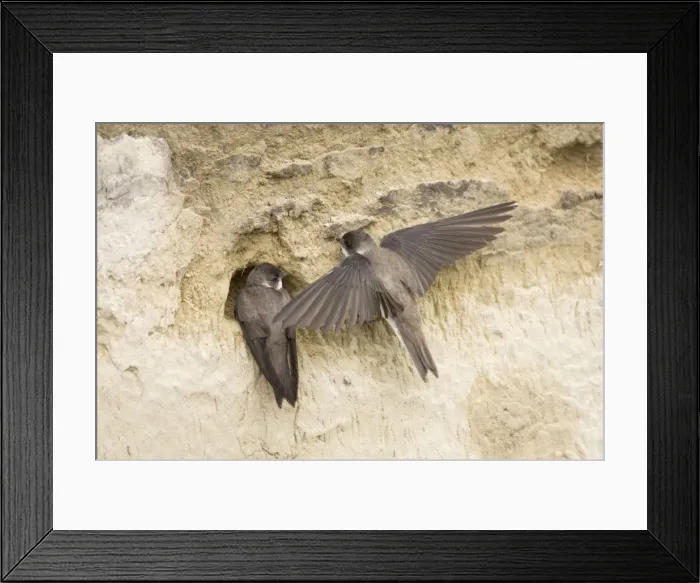 Framed Print : Sand Martin - starting to excavate nest hole in sand bank Riparia riparia Hungary BI19831 Framed Print : Sand Martin - starting to excavate nest hole in sand bank Riparia riparia Hungary BI19831