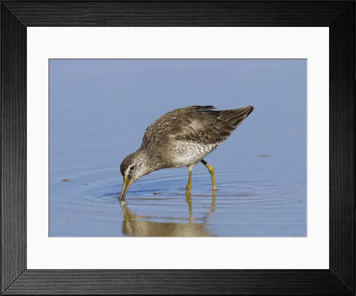 Framed Print : Long-billed Dowitcher. Southeastern Arizona in March. USA Framed Print : Long-billed Dowitcher. Southeastern Arizona in March. USA