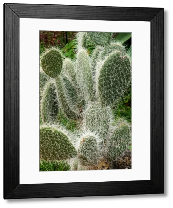 Framed Print : Opuntia sp. Photographed in Madeira's Botanical Gardens at Funchal. February Framed Print : Opuntia sp. Photographed in Madeira's Botanical Gardens at Funchal. February