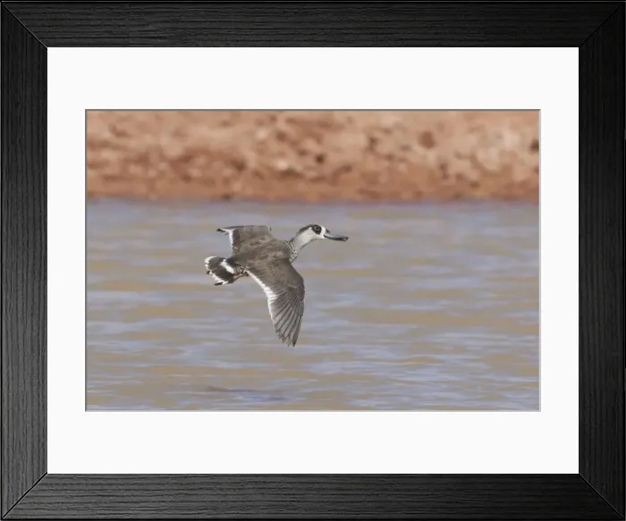 Framed Print : Pink-eared Duck At a farm pond just south of Kulgera, Northern Territory, Australia Framed Print : Pink-eared Duck At a farm pond just south of Kulgera, Northern Territory, Australia