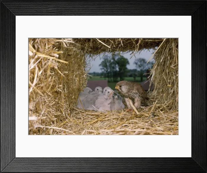Framed Print : Kestrel - at nest in straw stack, UK Framed Print : Kestrel - at nest in straw stack, UK