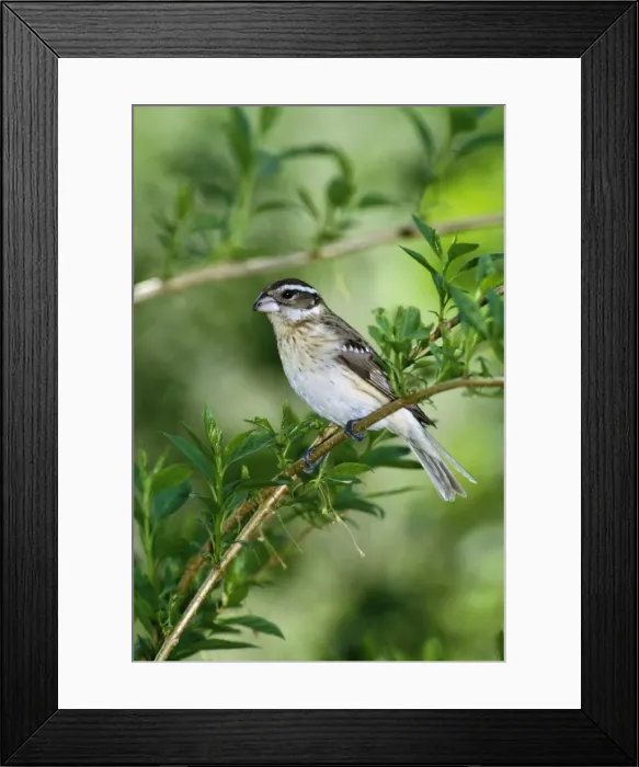 Framed Print : Rose-breasted Grosbeak - female - Hamden Connecticut USA Framed Print : Rose-breasted Grosbeak - female - Hamden Connecticut USA