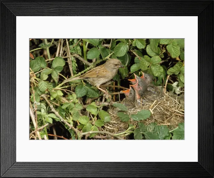 Framed Print : Hedge Sparrow / Dunnock - at nest with young Framed Print : Hedge Sparrow / Dunnock - at nest with young
