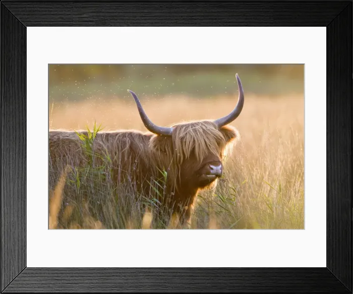 Framed Print : Highland Cattle - Norfolk grazing marsh - UK