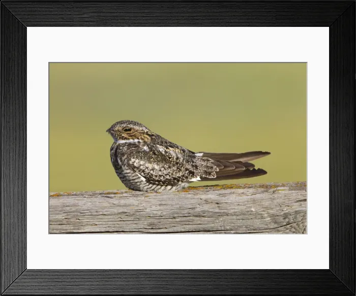 Framed Print : Common Nighthawk - at day roost - Southern Wyoming - July - USA Framed Print : Common Nighthawk - at day roost - Southern Wyoming - July - USA