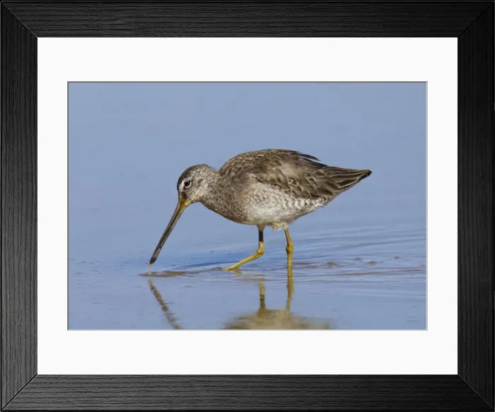 Framed Print : Long-billed Dowitcher. Southeastern Arizona in March. USA Framed Print : Long-billed Dowitcher. Southeastern Arizona in March. USA