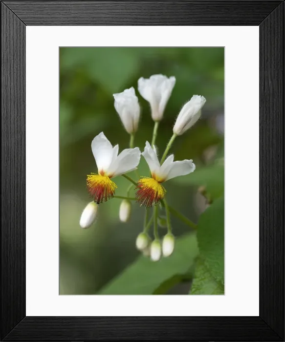 Framed Print : Sparmannia africana - Location - Palheiro Gardens, Funchal, Madeira. February. Common name African Hemp Framed Print : Sparmannia africana - Location - Palheiro Gardens, Funchal, Madeira. February. Common name African Hemp
